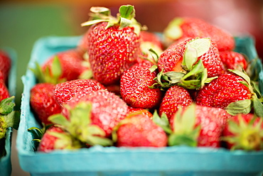 Strawberries, Clinton, Maryland, United States Of America