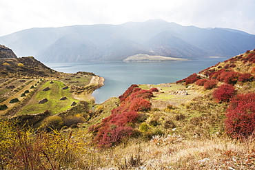 Red, Blue, Green And Yellow Colors Of Autumn In A Meadow Near Yangshan Dawan City, Tibet, China