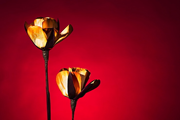 Dried Flowers On A Red Background, Chiang Mai, Thailand