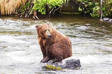 Grizzly Bear (Ursus Arctos) Fishing For Sockeye Salmon At Brooks Falls In Katmai National Park & Preserve, Southwest Alaska, Alaska, United States Of America