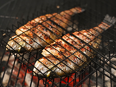 Gilt-Head Bream On A Charcoal Barbeque Grill, Montreal, Quebec, Canada