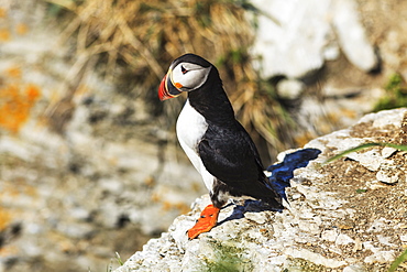 Atlantic Puffin (Fratercula Arctica) At Ile Aux Perroquets, Mingan Archipelago National Park Reserve Of Canada, Cote-Nord, Duplessis Region, Quebec, Canada