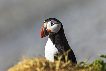 Atlantic Puffin (Fratercula Arctica) At Ile Aux Perroquets, Mingan Archipelago National Park Reserve Of Canada, Cote-Nord, Duplessis Region, Quebec, Canada