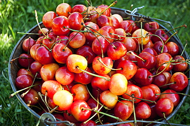 A Bucket Of Ripe Ranier Cherries Are Freshly Picked In The Okanagan, British Columbia, Canada