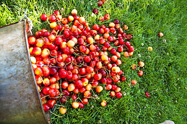 A Bucket Of Ripe Ranier Cherries Freshly Picked In The Okanagan, British Columbia, Canada