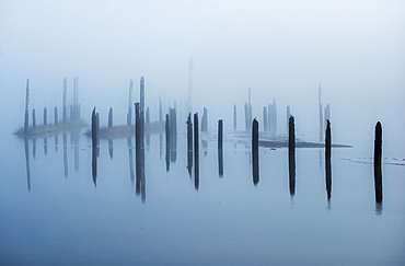 Old Pilings Disappear Into The Mist, Astoria, Oregon, United States Of America