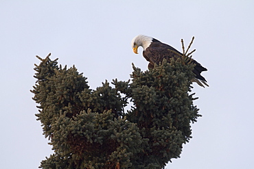 An Eagle On The Top Of A Pine Tree Against A Blue Sky