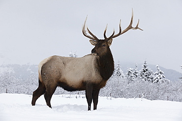 An Elk (Cervus Canadensis) Standing In A Field Of Snow With Frozen Trees In The Background