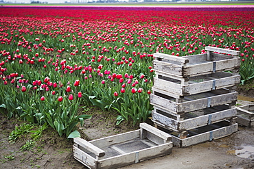 Muddy Crates In Front Of Colourful Fields Of Tulips, La Conner, Washington, United States Of America