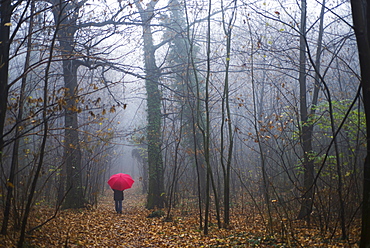 Walking Through The Forest In The Rain, Ascona, Ticino, Switzerland