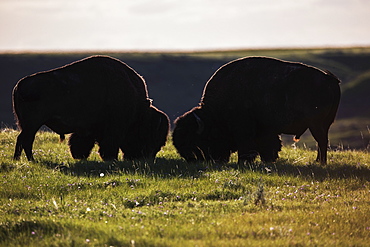 Bison Grazing, Grasslands National Park, Saskatchewan, Canada