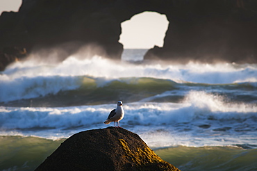 A Gull Rests On A Rock At Ecola State Park, Oregon, United States Of America