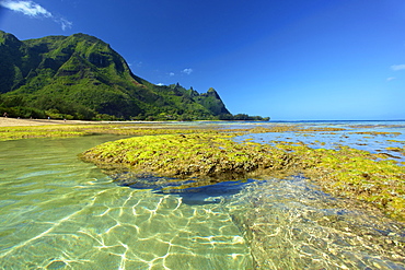 Coral And Seaweed On Tunnels Beach At Low Tide, Kauai, Hawaii, United States Of America