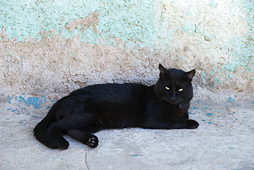 Black Cat Resting Against A Blue-Grey Wall, Valparaiso, Chile