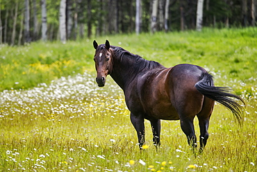 Horse In A Field, British Columbia, Canada