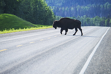 Wood Bison (Bison Bison Athabascae) On Alaska Highway Near Liard Hot Springs, British Columbia, Canada