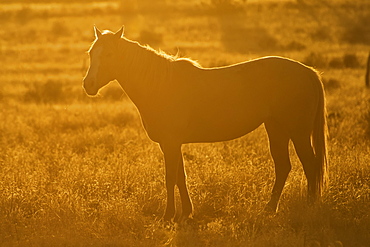 Horse On Open Range With Sunset Backlighting, Arizona, United States Of America