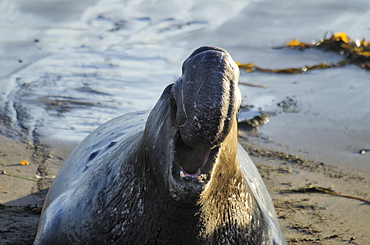 Northern Elephant Seal (Mirounga Angustirostris) On The Central California Coast, California, United States Of America