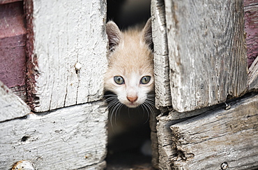 Kitten Peeking Through Barn Doors, Steinbach, Manitoba, Canada