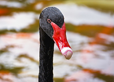 Close Up Of A Black Swan's (Cygnus Atratus) Head At Valley Of The Temples, Oahu, Hawaii, United States Of America