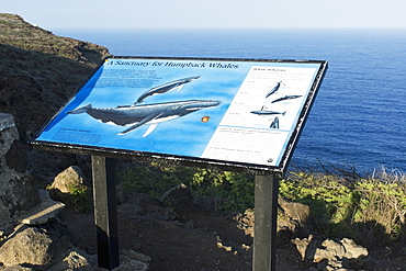 Whale Watching From A Scenic Spot, Makapuu, Oahu, Hawaii, United States Of America