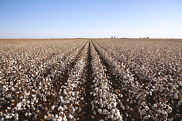 Agriculture - Large field of mature defoliated high-yield stripper cotton at harvest stage in Autumn. This crop has a yield potential of 3 to 4 bales per acre / West Texas, USA.