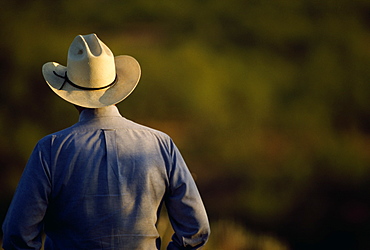 Agriculture - View of a cowboy from behind / Cee Vee, Texas, USA.