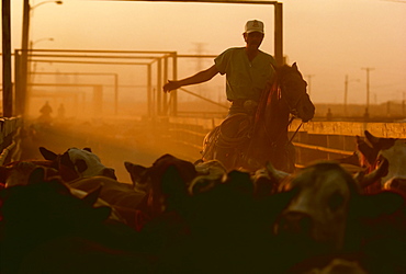 Agriculture - A cowboy on horseback driving cattle at a beef cattle feedlot.