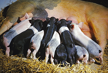 Livestock - Piglets suckling a sow pig on a hog farm / near Vermilion, Minnesota, USA.