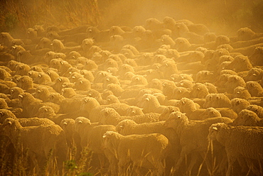 Livestock - Large flock of sheep bunched together on a dry dusty pasture / near Wanaka, New Zealand.