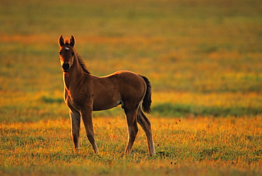 Livestock - A young colt standing at attention on a green pasture in late afternoon light / Douglas County, Wisconsin, USA.