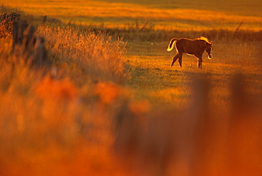 Livestock - A colt horse on a pasture at a horse farm / Douglas County, Wisconsin, USA.