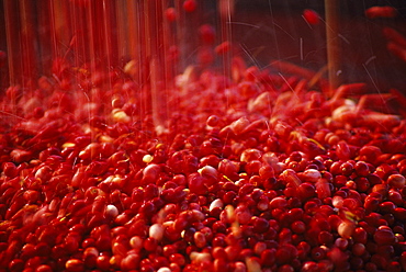 Agriculture - Ripe cranberries cascade from a conveyor into a truck during the harvest / Tomah, Wisconsin, USA.