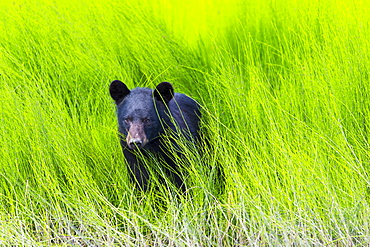 Black Bear (Ursus Americanus) In The Lush Green Grass On The Riverbank, Dawson, Yukon, Canada