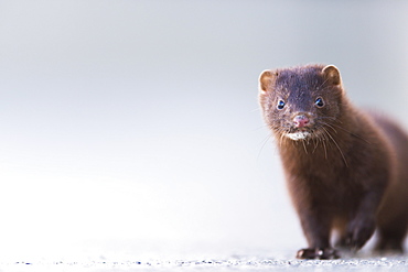 Close Up Of A Mink (Neovison Vison), Valdez, Alaska, United States Of America