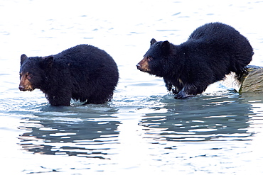 Two Black Bear (Ursus Americanus)Cubs In The Water, Valdez, Alaska, United States Of America