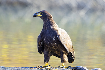 Young Bald Eagle (Haliaeetus Leucocephalus) Eating On The Ground, Valdez, Alaska, United States Of America