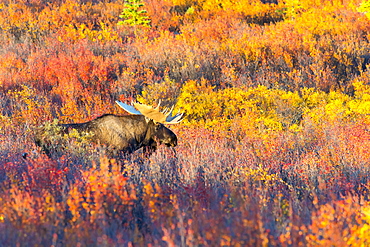 Moose Bull In Autumn Coloured Shrubs, Denali, Alaska, United States Of America