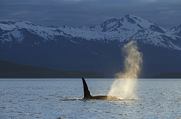 An Orca Whale (Orcinus Orca), A Male Indicated By The Height Of Its Dorsal Fin, Surfaces In Lynn Canal On A Summer Evening, Inside Passage, Alaska, United States Of America