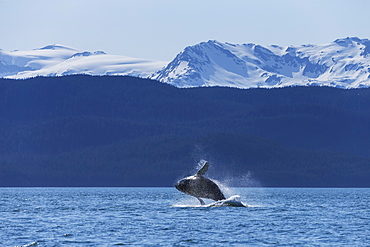 A Humpback Whale (Megaptera Novaeangliae) Calf Leaps From The Calm Waters Of The Inside Passage, Alaska, United States Of America