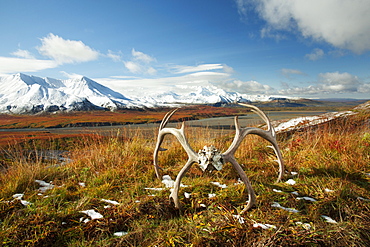 Caribou Antlers Sit On Tundra Near The Eielson Visitor's Center With Patches Of Melting Snow Following An Early Snow With Mt. Mckinley Partially Visible In The Background, denali National Park, Fall.