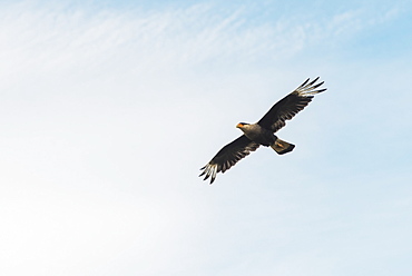 Andean Condor (Vultur Gryphus) In Flight, Torres Del Paine, Magallanes And Antartica Chilena Region, Chile