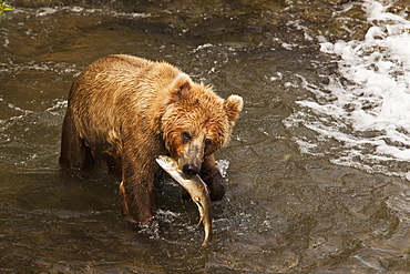 Brown Bear (Ursus Arctos) In Brooks River Holding Sockeye Salmon (Oncorhynchus Nerka), Katmai National Park And Preserve, Alaska, United States Of America