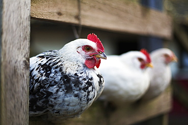 Chickens (Gallus Gallus Domesticus) In A Pen, Dunstanburgh, Northumberland, England