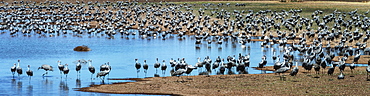 Sandhill Cranes (Grus Canadensis), Whitewater Draw, Arizona, United States Of America