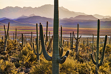 Saguaro National Park, Arizona, United States Of America