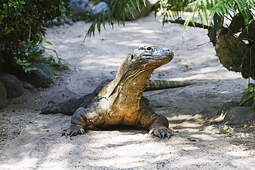 Komodo Dragon Or Komodo Monitor (Varanus Komodoensis) In Bali Bird Park, Batubulan, Bali, Indonesia