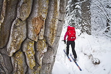 Cross Country Skiing Along The Russian River To Aspen Flats Cabin, Kenai Mountains Peninsula, Southcentral Alaska, Alaska, United States Of America