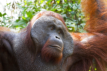 Male Bornean Orangutan (Pongo Pygmaeus) At Pondok Tanggui, Tanjung Puting National Park, Central Kalimantan, Borneo, Indonesia