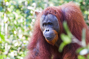 Male Bornean Orangutan (Pongo Pygmaeus) At Pondok Tanggui, Tanjung Puting National Park, Central Kalimantan, Borneo, Indonesia